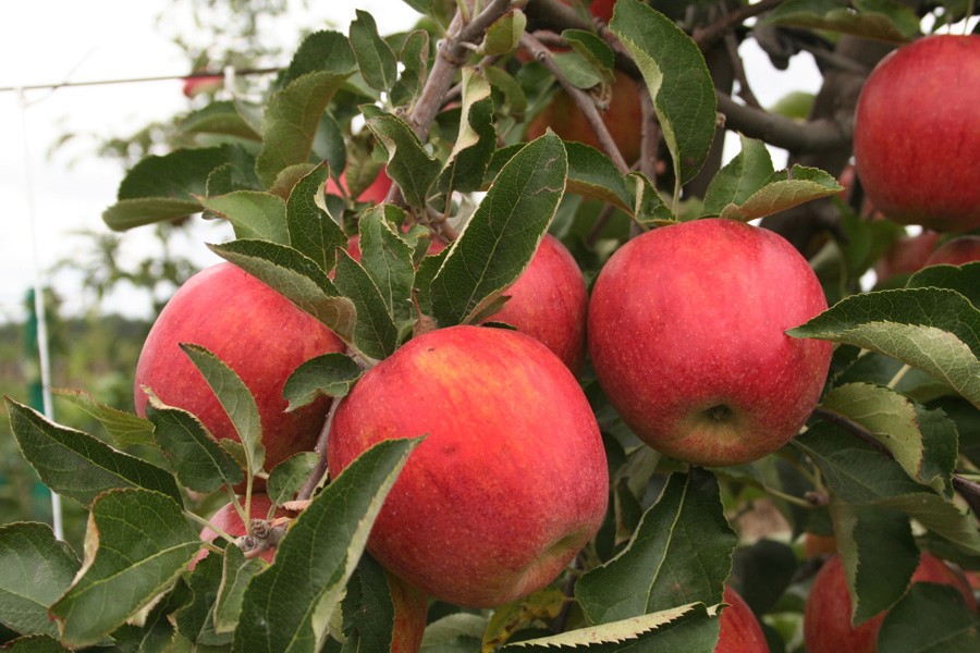 Close-up of Novajo apple showing dark red blush