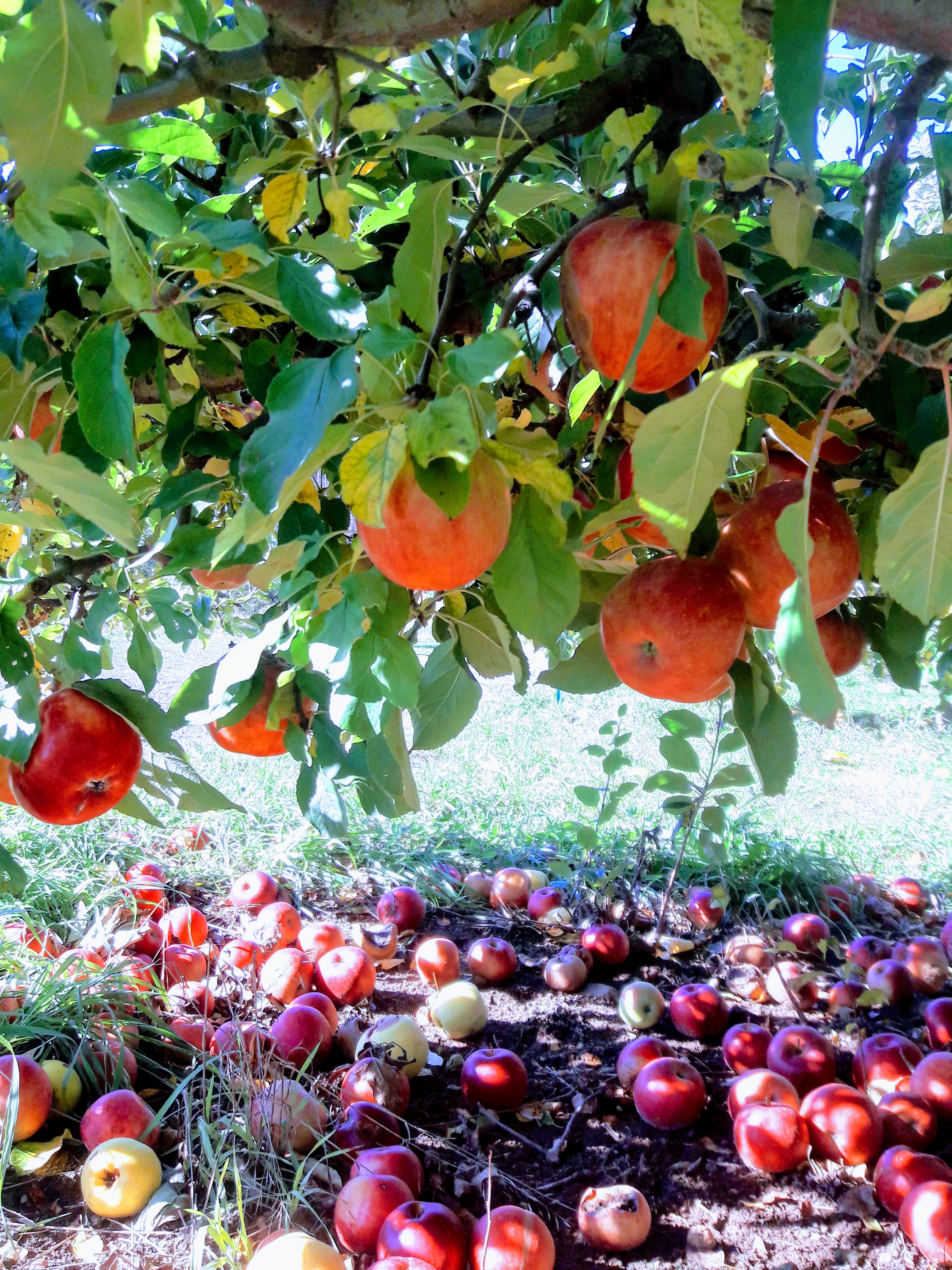 Landscape or orchard in Flemish Brabant (Glabbeek region)