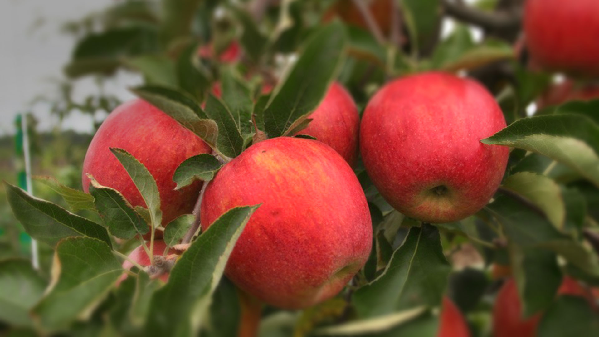 Orchard in late season (harvest time) with apple bins
